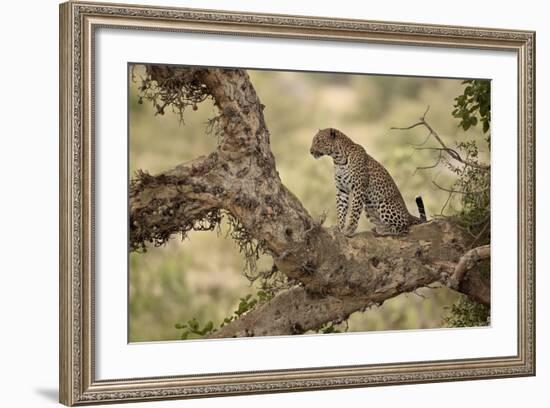 Leopard (Panthera Pardus) in a Fig Tree, Kruger National Park, South Africa, Africa-James Hager-Framed Photographic Print