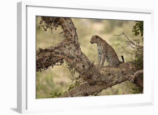 Leopard (Panthera Pardus) in a Fig Tree, Kruger National Park, South Africa, Africa-James Hager-Framed Photographic Print