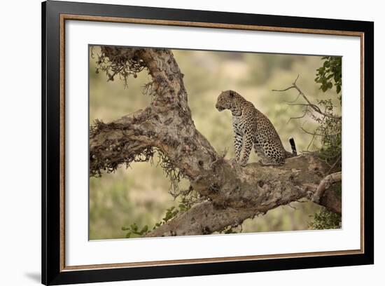 Leopard (Panthera Pardus) in a Fig Tree, Kruger National Park, South Africa, Africa-James Hager-Framed Photographic Print