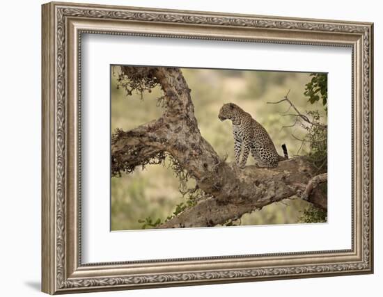 Leopard (Panthera Pardus) in a Fig Tree, Kruger National Park, South Africa, Africa-James Hager-Framed Photographic Print