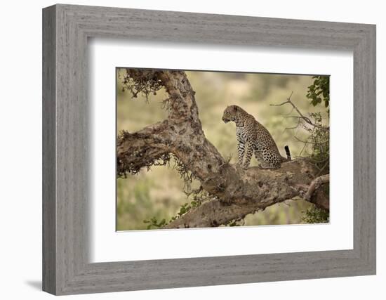 Leopard (Panthera Pardus) in a Fig Tree, Kruger National Park, South Africa, Africa-James Hager-Framed Photographic Print