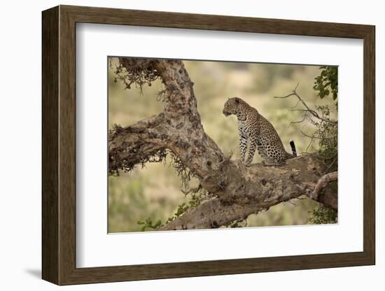 Leopard (Panthera Pardus) in a Fig Tree, Kruger National Park, South Africa, Africa-James Hager-Framed Photographic Print