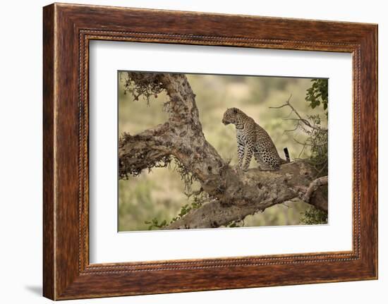 Leopard (Panthera Pardus) in a Fig Tree, Kruger National Park, South Africa, Africa-James Hager-Framed Photographic Print