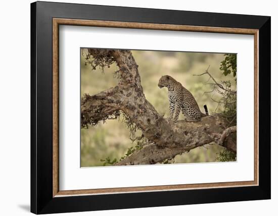 Leopard (Panthera Pardus) in a Fig Tree, Kruger National Park, South Africa, Africa-James Hager-Framed Photographic Print