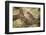 Leopard (Panthera Pardus) in a Fig Tree, Kruger National Park, South Africa, Africa-James Hager-Framed Photographic Print