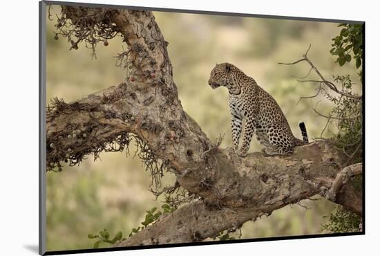 Leopard (Panthera Pardus) in a Fig Tree, Kruger National Park, South Africa, Africa-James Hager-Mounted Photographic Print