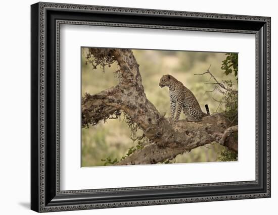 Leopard (Panthera Pardus) in a Fig Tree, Kruger National Park, South Africa, Africa-James Hager-Framed Photographic Print