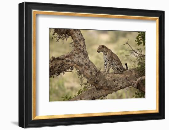 Leopard (Panthera Pardus) in a Fig Tree, Kruger National Park, South Africa, Africa-James Hager-Framed Photographic Print