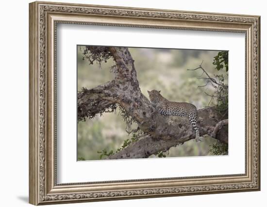 Leopard (Panthera Pardus) in a Fig Tree, Kruger National Park, South Africa, Africa-James-Framed Photographic Print