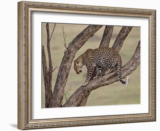 Leopard (Panthera Pardus) in a Tree, Masai Mara National Reserve, Kenya, East Africa, Africa-James Hager-Framed Photographic Print