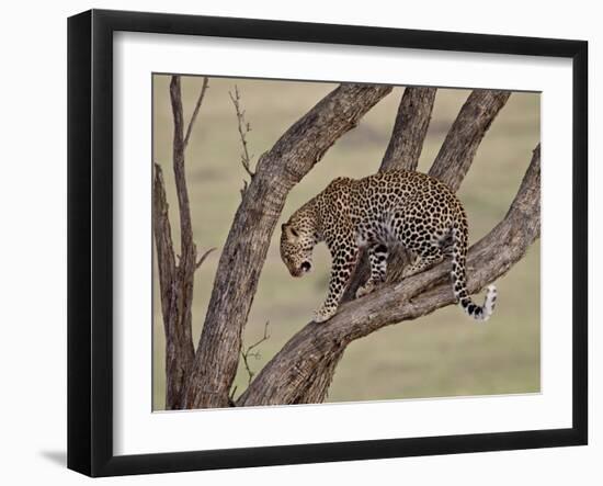 Leopard (Panthera Pardus) in a Tree, Masai Mara National Reserve, Kenya, East Africa, Africa-James Hager-Framed Photographic Print