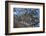 Leopard (Panthera Pardus) in a Tree-James Hager-Framed Photographic Print