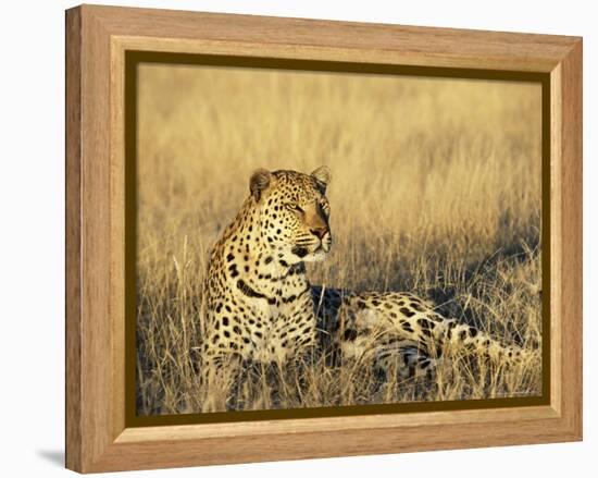 Leopard, Panthera Pardus, in Captivity, Namibia, Africa-Ann & Steve Toon-Framed Premier Image Canvas