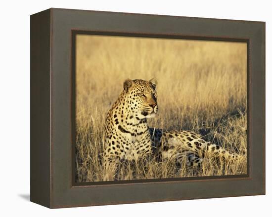 Leopard, Panthera Pardus, in Captivity, Namibia, Africa-Ann & Steve Toon-Framed Premier Image Canvas