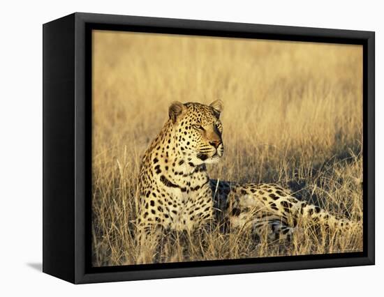 Leopard, Panthera Pardus, in Captivity, Namibia, Africa-Ann & Steve Toon-Framed Premier Image Canvas