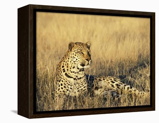 Leopard, Panthera Pardus, in Captivity, Namibia, Africa-Ann & Steve Toon-Framed Premier Image Canvas