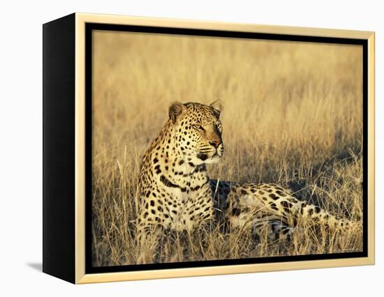 Leopard, Panthera Pardus, in Captivity, Namibia, Africa-Ann & Steve Toon-Framed Premier Image Canvas