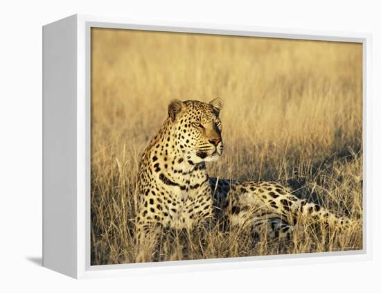 Leopard, Panthera Pardus, in Captivity, Namibia, Africa-Ann & Steve Toon-Framed Premier Image Canvas