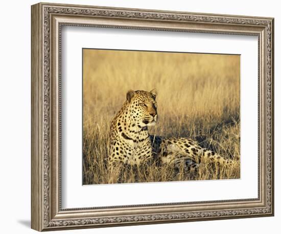 Leopard, Panthera Pardus, in Captivity, Namibia, Africa-Ann & Steve Toon-Framed Photographic Print