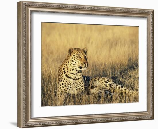 Leopard, Panthera Pardus, in Captivity, Namibia, Africa-Ann & Steve Toon-Framed Photographic Print