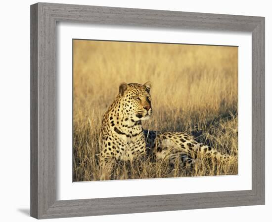 Leopard, Panthera Pardus, in Captivity, Namibia, Africa-Ann & Steve Toon-Framed Photographic Print