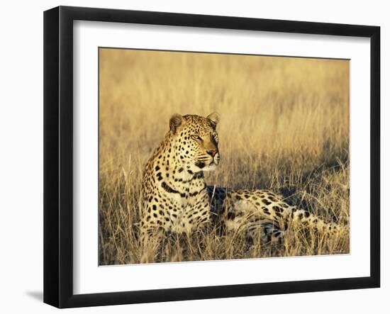 Leopard, Panthera Pardus, in Captivity, Namibia, Africa-Ann & Steve Toon-Framed Photographic Print