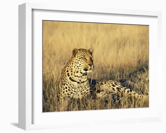 Leopard, Panthera Pardus, in Captivity, Namibia, Africa-Ann & Steve Toon-Framed Photographic Print