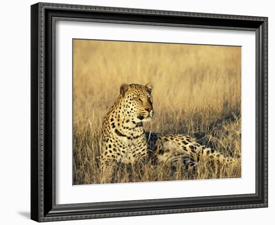 Leopard, Panthera Pardus, in Captivity, Namibia, Africa-Ann & Steve Toon-Framed Photographic Print