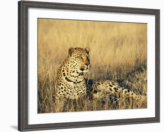 Leopard, Panthera Pardus, in Captivity, Namibia, Africa-Ann & Steve Toon-Framed Photographic Print