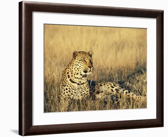 Leopard, Panthera Pardus, in Captivity, Namibia, Africa-Ann & Steve Toon-Framed Photographic Print