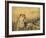 Leopard, Panthera Pardus, in Captivity, Namibia, Africa-Ann & Steve Toon-Framed Photographic Print