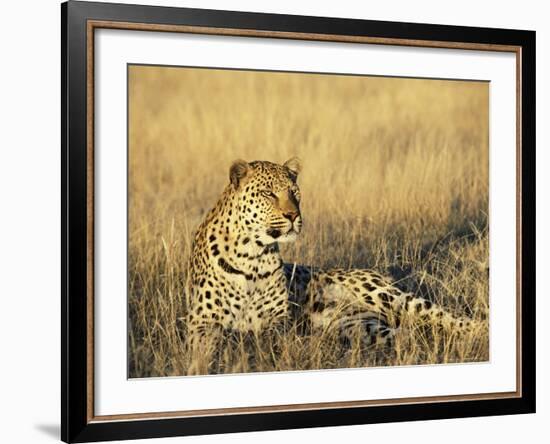 Leopard, Panthera Pardus, in Captivity, Namibia, Africa-Ann & Steve Toon-Framed Photographic Print