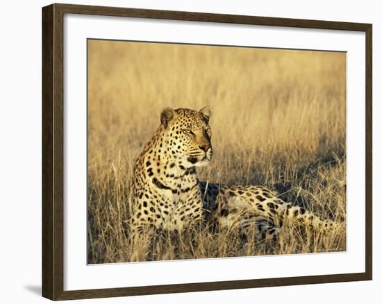 Leopard, Panthera Pardus, in Captivity, Namibia, Africa-Ann & Steve Toon-Framed Photographic Print