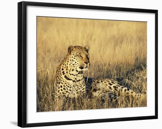 Leopard, Panthera Pardus, in Captivity, Namibia, Africa-Ann & Steve Toon-Framed Photographic Print