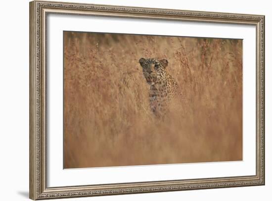 Leopard (Panthera Pardus) in Tall Grass, Kruger National Park, South Africa, Africa-James Hager-Framed Photographic Print