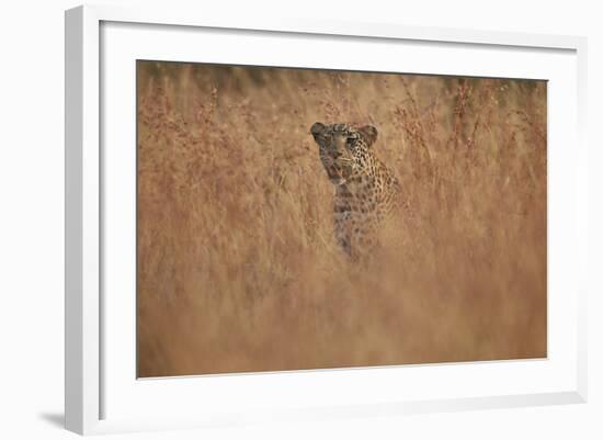 Leopard (Panthera Pardus) in Tall Grass, Kruger National Park, South Africa, Africa-James Hager-Framed Photographic Print