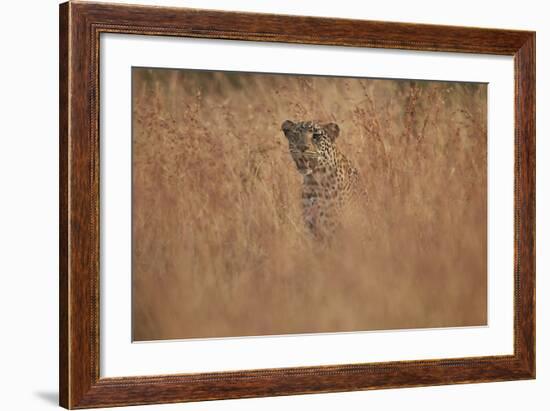 Leopard (Panthera Pardus) in Tall Grass, Kruger National Park, South Africa, Africa-James Hager-Framed Photographic Print