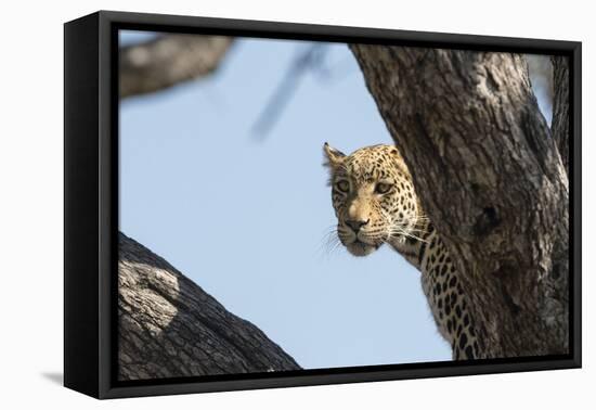 Leopard (Panthera pardus), Khwai Conservation Area, Okavango Delta, Botswana, Africa-Sergio Pitamitz-Framed Premier Image Canvas