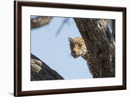 Leopard (Panthera pardus), Khwai Conservation Area, Okavango Delta, Botswana, Africa-Sergio Pitamitz-Framed Photographic Print