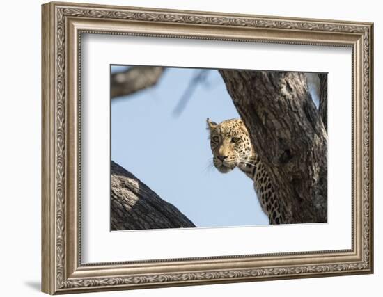 Leopard (Panthera pardus), Khwai Conservation Area, Okavango Delta, Botswana, Africa-Sergio Pitamitz-Framed Photographic Print