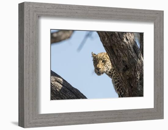 Leopard (Panthera pardus), Khwai Conservation Area, Okavango Delta, Botswana, Africa-Sergio Pitamitz-Framed Photographic Print