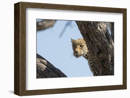 Leopard (Panthera pardus), Khwai Conservation Area, Okavango Delta, Botswana, Africa-Sergio Pitamitz-Framed Photographic Print