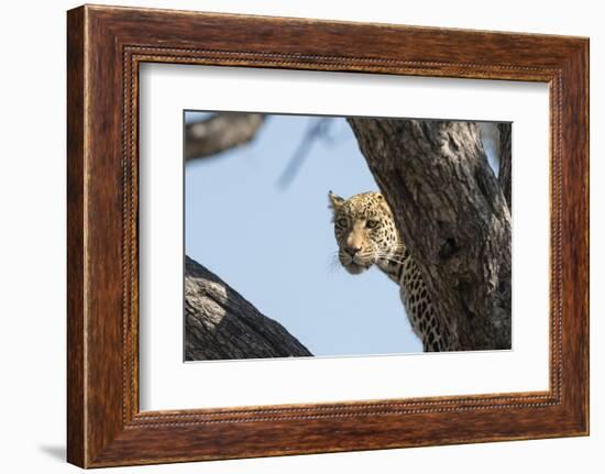 Leopard (Panthera pardus), Khwai Conservation Area, Okavango Delta, Botswana, Africa-Sergio Pitamitz-Framed Photographic Print