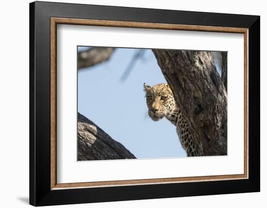 Leopard (Panthera pardus), Khwai Conservation Area, Okavango Delta, Botswana, Africa-Sergio Pitamitz-Framed Photographic Print