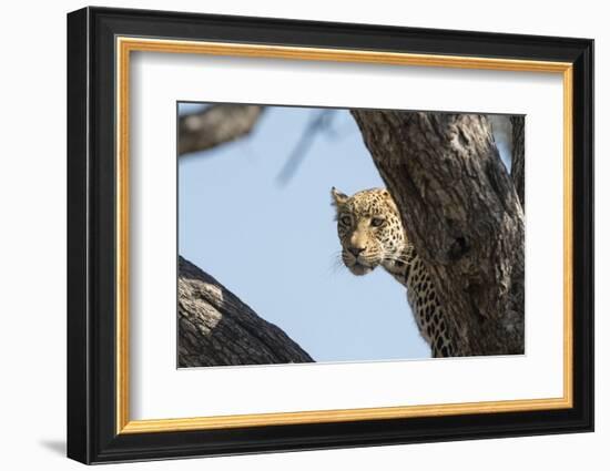 Leopard (Panthera pardus), Khwai Conservation Area, Okavango Delta, Botswana, Africa-Sergio Pitamitz-Framed Photographic Print