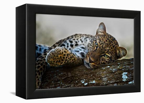 Leopard (Panthera Pardus) Lying on a Tree, Ndutu, Ngorongoro Conservation Area, Tanzania-null-Framed Stretched Canvas