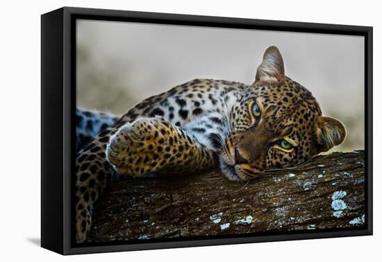 Leopard (Panthera Pardus) Lying on a Tree, Ndutu, Ngorongoro Conservation Area, Tanzania-null-Framed Stretched Canvas