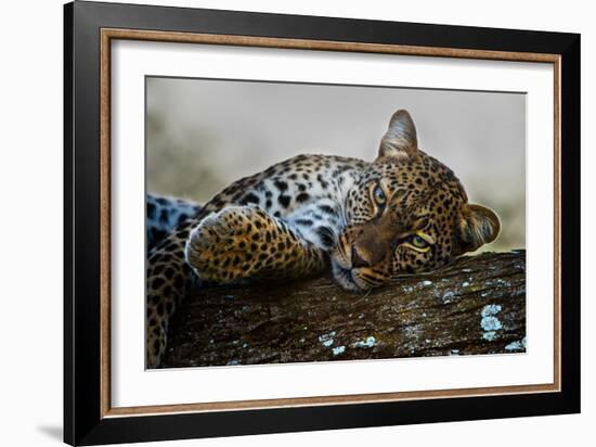 Leopard (Panthera Pardus) Lying on a Tree, Ndutu, Ngorongoro Conservation Area, Tanzania-null-Framed Photographic Print