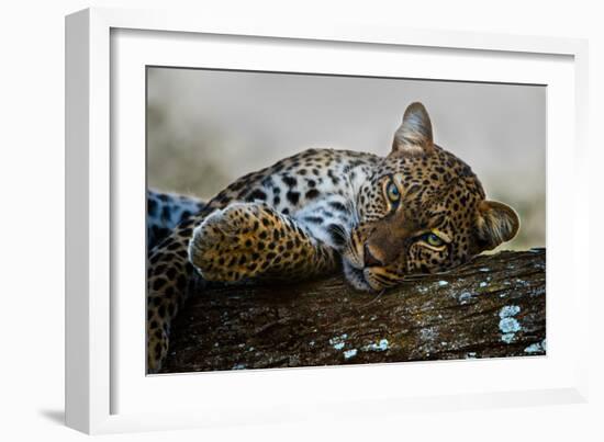 Leopard (Panthera Pardus) Lying on a Tree, Ndutu, Ngorongoro Conservation Area, Tanzania-null-Framed Photographic Print