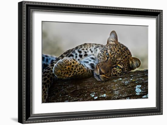 Leopard (Panthera Pardus) Lying on a Tree, Ndutu, Ngorongoro Conservation Area, Tanzania-null-Framed Photographic Print